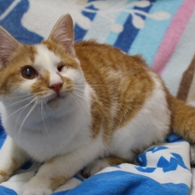 北九州市保健福祉局保健医療部動物愛護センターE17012