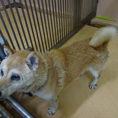 福岡県動物愛護センターNo.7662