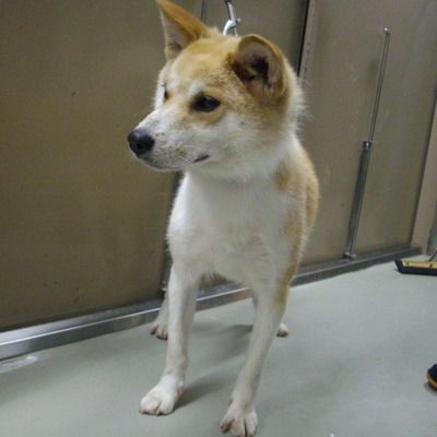 久留米市動物管理センター29024	