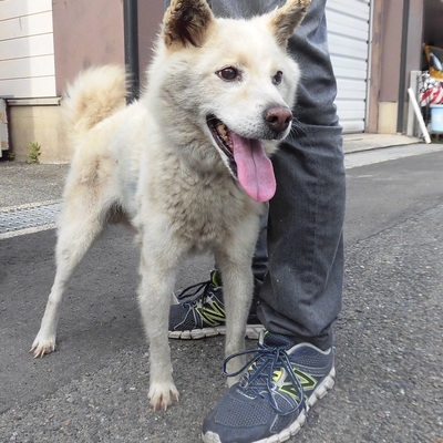 福岡県動物愛護センターNo.7674