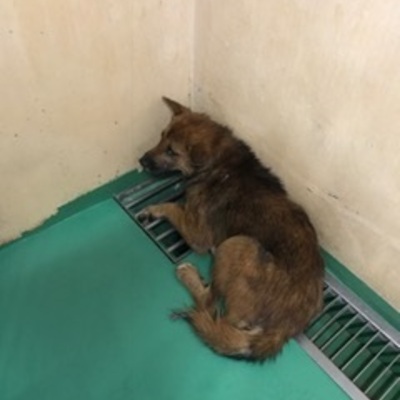 福岡県動物愛護センターNo.7676