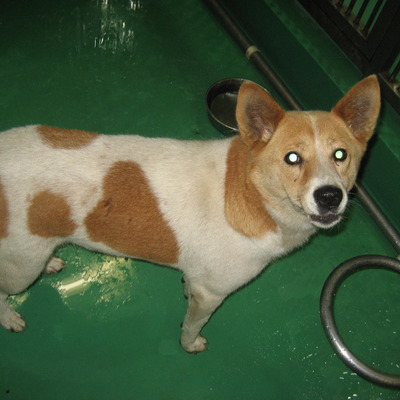 福岡県動物愛護センターNo.5959