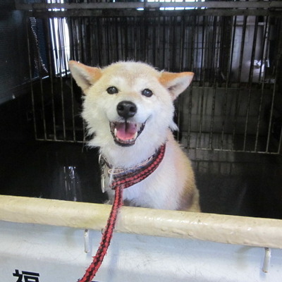福岡県動物愛護センターNo.7681