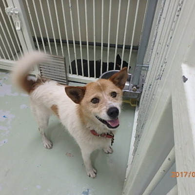 福岡県動物愛護センターNo.7685