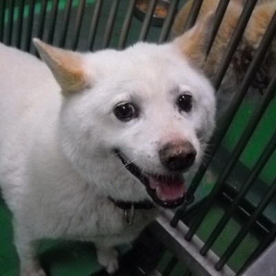 福岡県動物愛護センターNo.5964