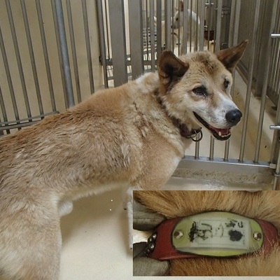 福岡県動物愛護センターNo.7688