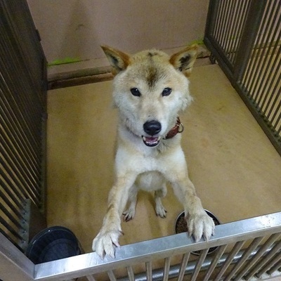 福岡県動物愛護センターNo.7689
