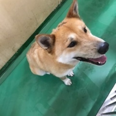 福岡県動物愛護センターNo.7693