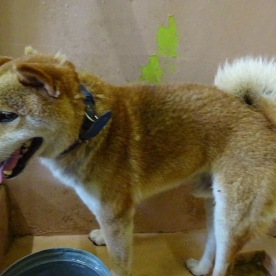 福岡県動物愛護センターNo.7699