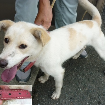 福岡県動物愛護センターNo.7703