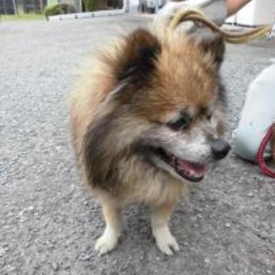 大牟田市動物管理センター（7月12日保護分）