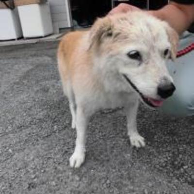 大牟田市動物管理センター（7月12日保護分）