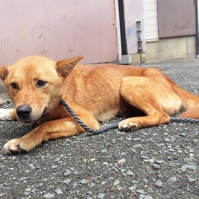 福岡県動物愛護センターNo.7718