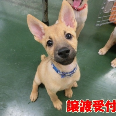 福岡県動物愛護センターNo.953