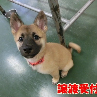 福岡県動物愛護センターNo.954