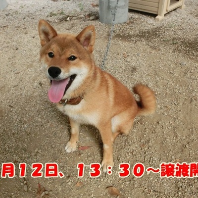 福岡県動物愛護センターNo.965