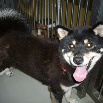 久留米市動物管理センター29027	