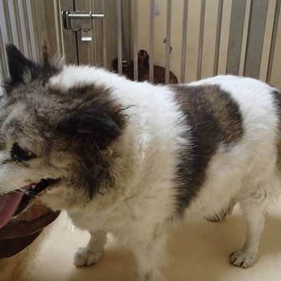 福岡県動物愛護センターNo.7734