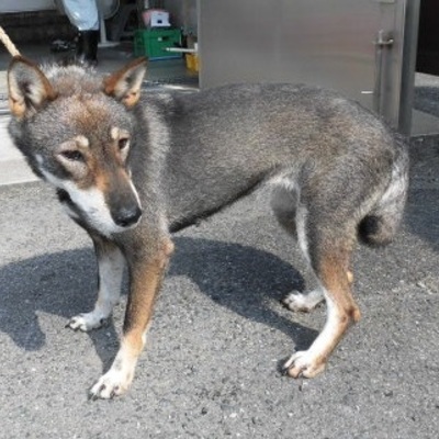 福岡県動物愛護センターNo.7750