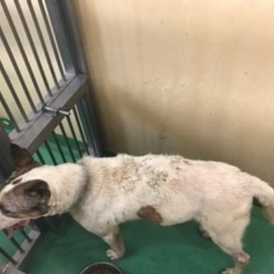 福岡県動物愛護センターNo.7751