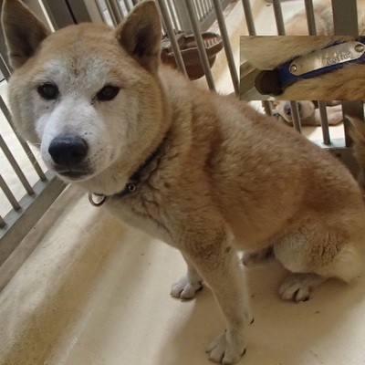 福岡県動物愛護センターNo.5972