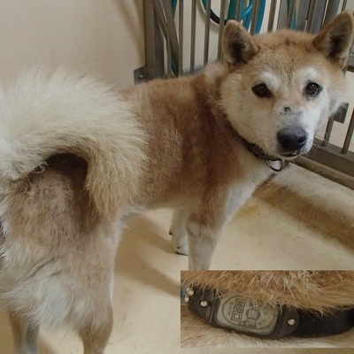 福岡県動物愛護センターNo.5975