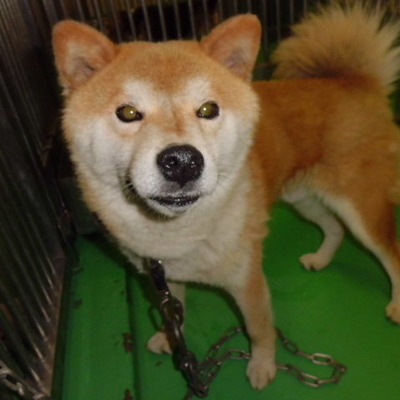 福岡県動物愛護センターNo.5976