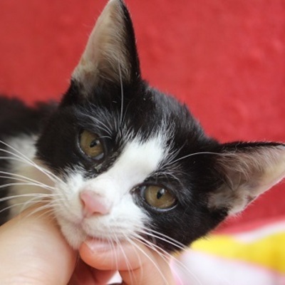 北九州市保健福祉局保健医療部動物愛護管理センターF17102