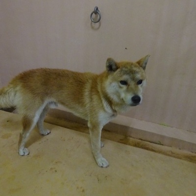 福岡県動物愛護センターNo.7778