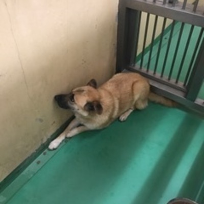 福岡県動物愛護センターNo.7779