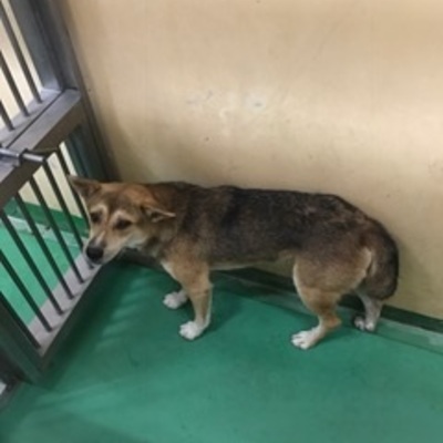 福岡県動物愛護センターNo.7780