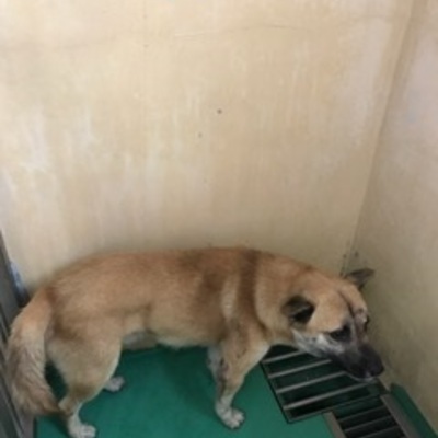 福岡県動物愛護センターNo.7781