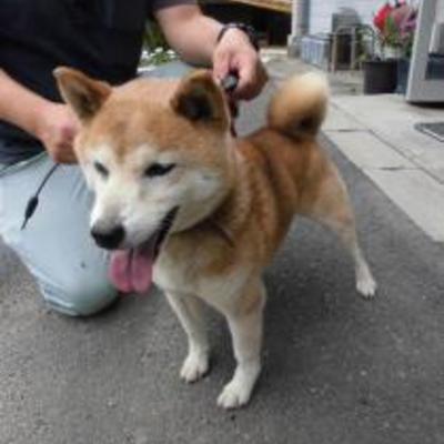 大牟田市動物管理センター（8月10日保護分）