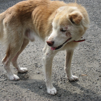 福岡県動物愛護センターNo.5990