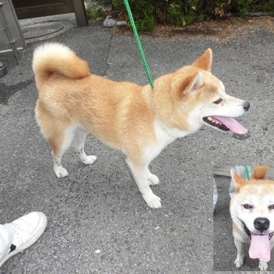 福岡県動物愛護センターNo.7794