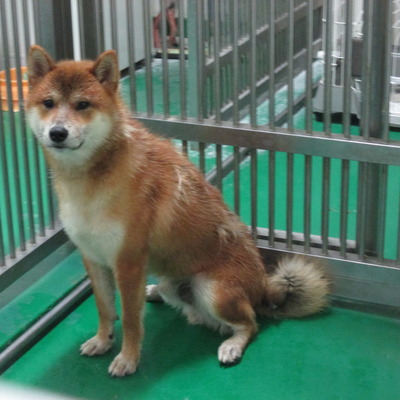 福岡県動物愛護センターNo 5980 