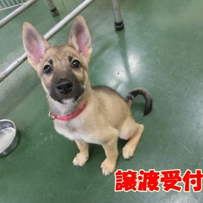 福岡県動物愛護センターNo.951