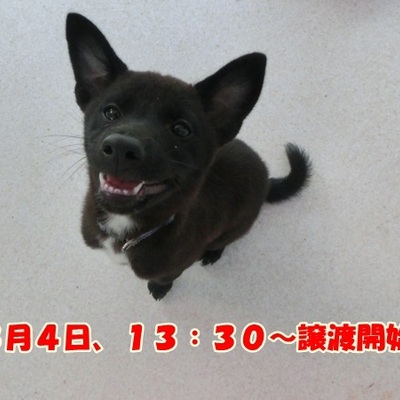 福岡県動物愛護センターNo.980