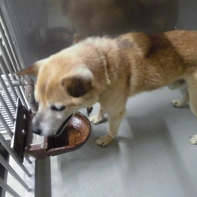 久留米市動物管理センター29035