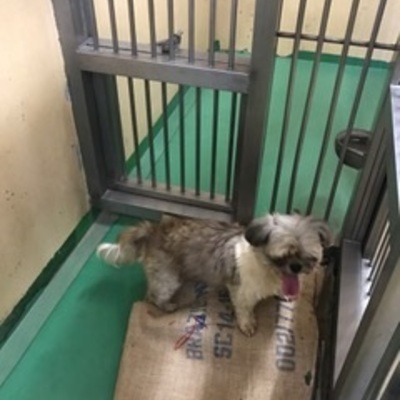 福岡県動物愛護センターNo.7815