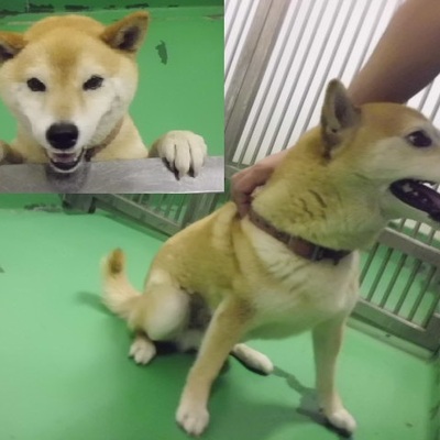 福岡県動物愛護センターNo.7837
