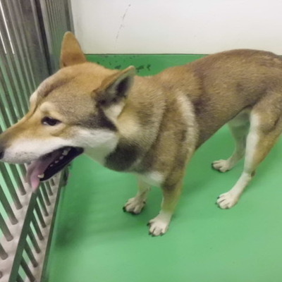 福岡県動物愛護センターNo.7838