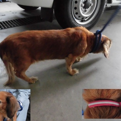 福岡県動物愛護センターNo.7840