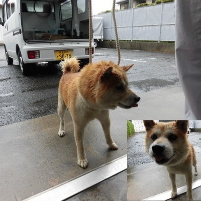 福岡県動物愛護センターNo.7842