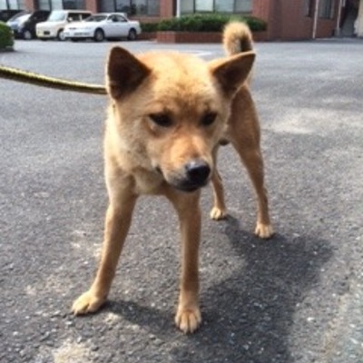 福岡県動物愛護センターNo 5993 