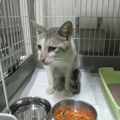 福岡県動物愛護センターNo.5988