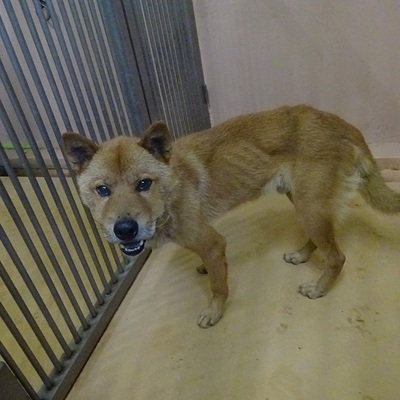 福岡県動物愛護センターNo.7845