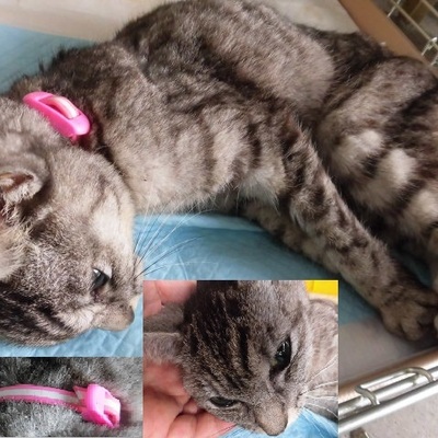 福岡県動物愛護センターNo.7847