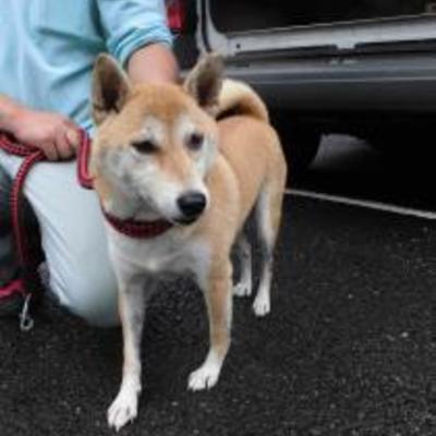 大牟田市動物管理センター（9月15日保護分）