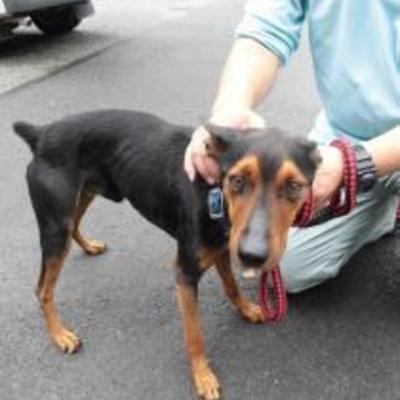 大牟田市動物管理センター（9月15日保護分）
